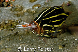 Dinner time, Ducomi pier, Dumageute, Philippines by Larry Polster 